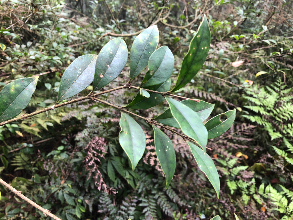 Ligustrum pricei; photograph (c) Cheng-Tao Lin, some rights reserved (CC BY)