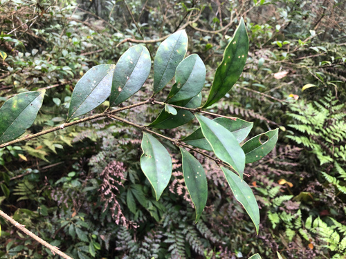 Ligustrum pricei