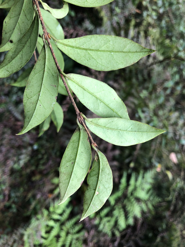 Ligustrum pricei, photograph 1