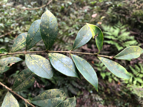Ligustrum pricei, photograph 3