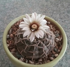 Gymnocalycium