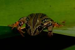 Semnodactylus wealii