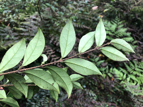 Ligustrum pricei, photograph 2
