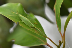 Atractomorpha lata