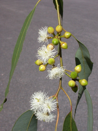 Large-fruited Grey Gum (Eucalyptus canaliculata)
