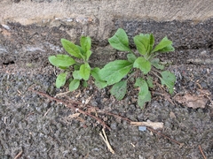 Tracheophyta