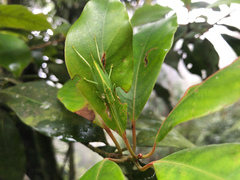Atractomorpha lata
