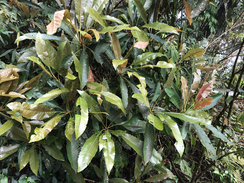 Eriobotrya deflexa (Eriobotrya deflexa)