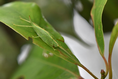 Atractomorpha lata