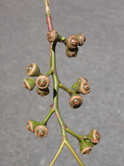Eucalyptus canaliculata