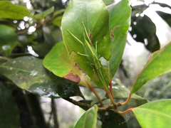 Atractomorpha lata