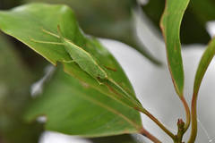 Atractomorpha lata
