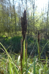 Carex acutiformis