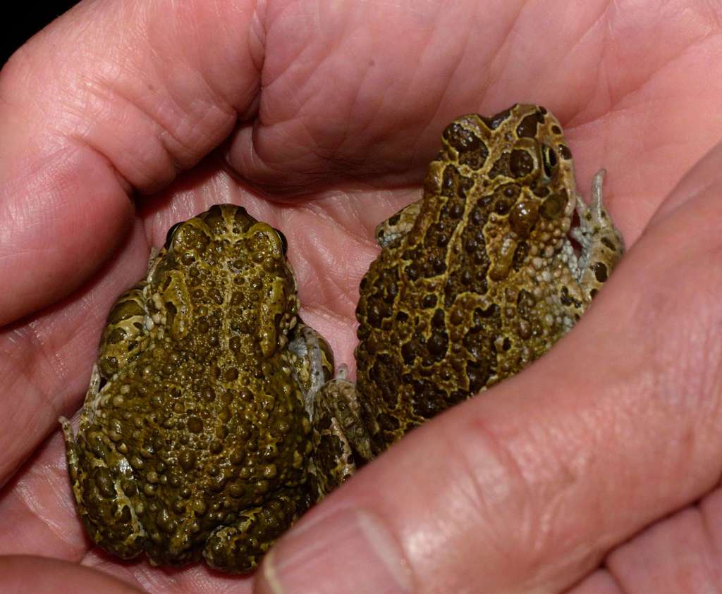 Vandijkophrynus nubicola