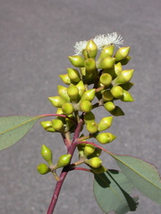 Eucalyptus decorticans