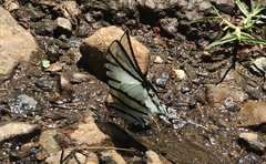Protographium