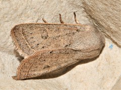 Orthosia gracilis