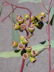 Eucalyptus decorticans