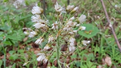 Petasites albus