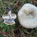 Lactarius chelidonium - Photo (c) Erlon Bailey, some rights reserved (CC BY-SA), uploaded by Erlon Bailey