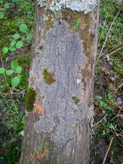 Fuscopannaria sorediata