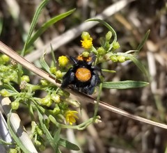 Phidippus cardinalis