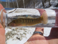 Etheostoma flabellare
