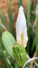 Irideae