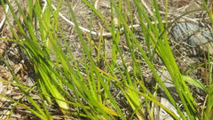 Juncus falcatus