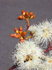 Eucalyptus pumila