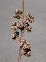 Eucalyptus pumila
