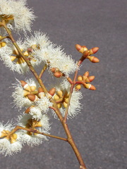 Eucalyptus pumila