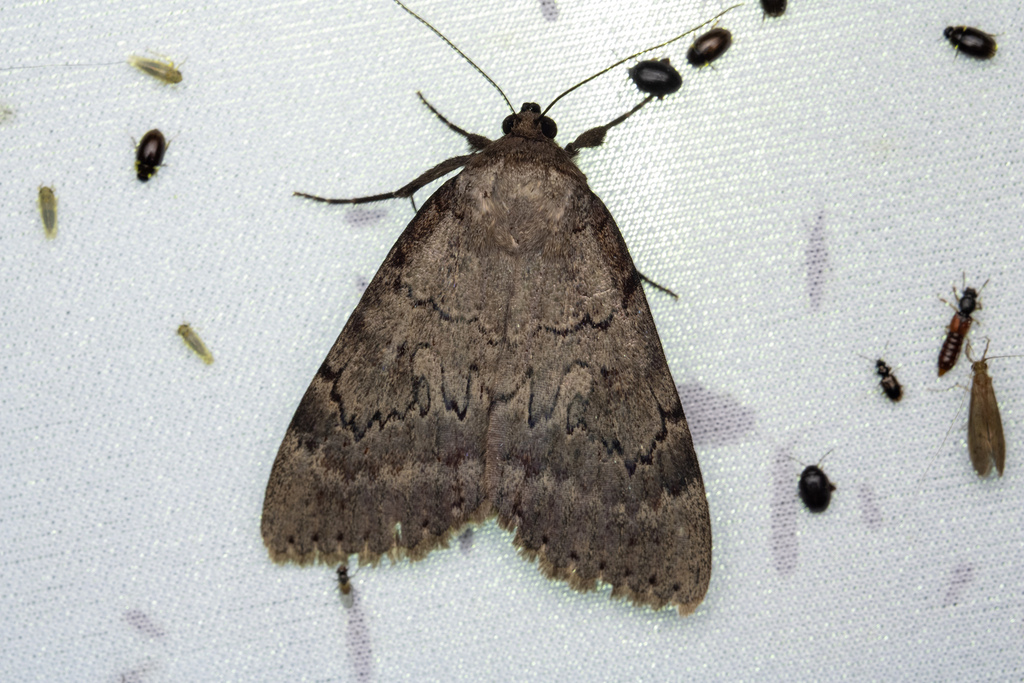 Serene Underwing