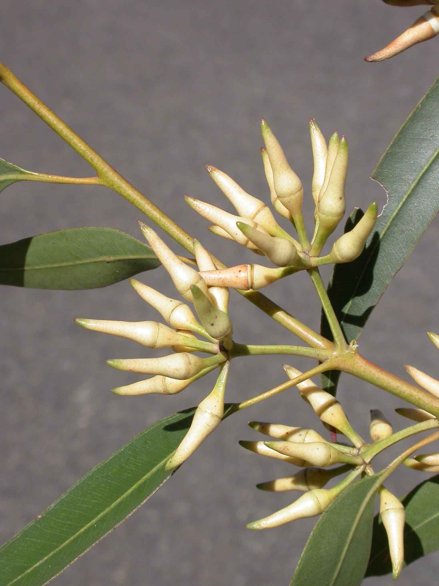 Eucalyptus resinifera