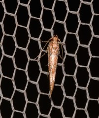 Anatrachyntis rileyi