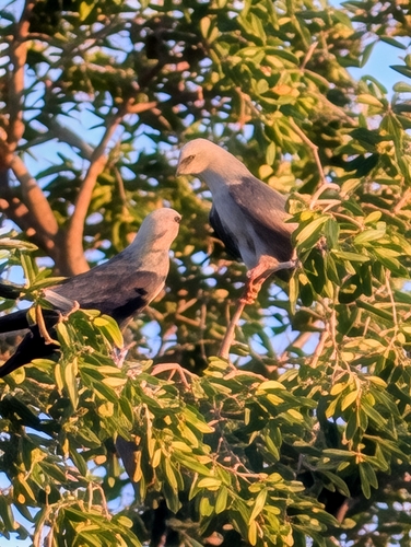 Mississippi Kite