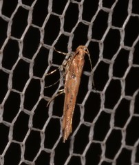 Anatrachyntis rileyi
