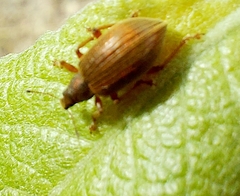 Polydrusus mollis
