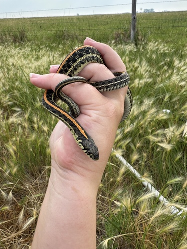 Plains Garter Snake
