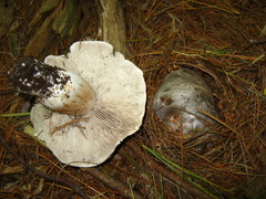 Tricholoma virgatum