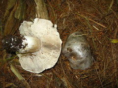 Tricholoma virgatum