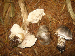 Tricholoma virgatum