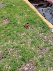 Turdus migratorius