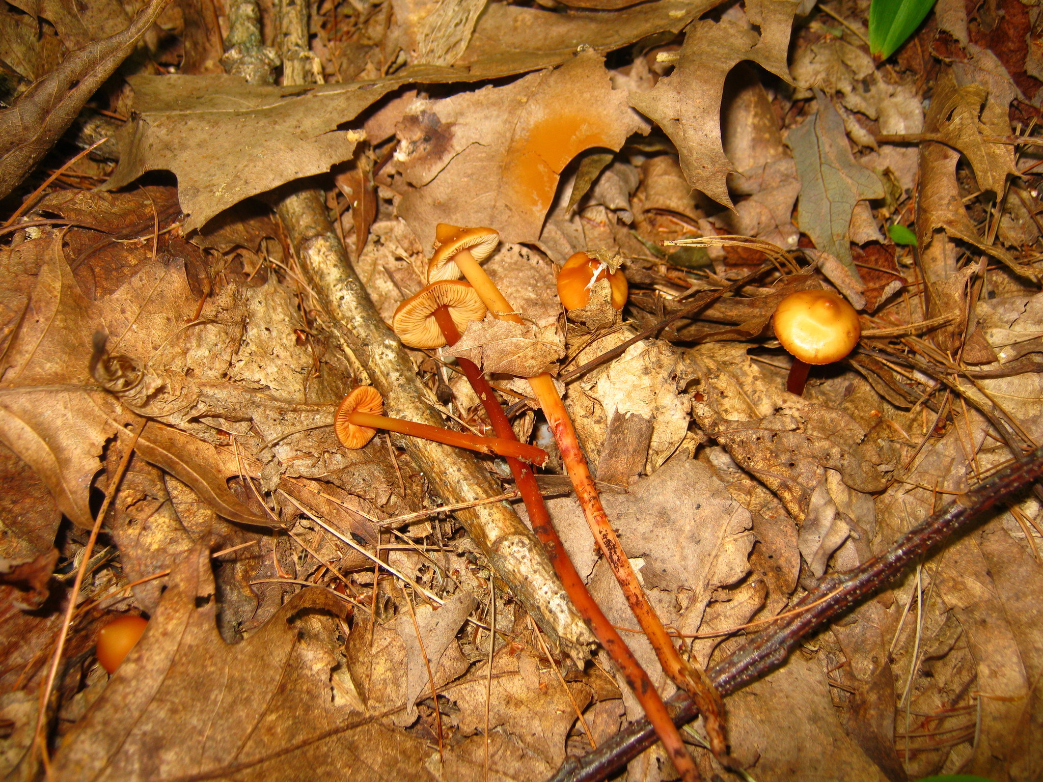 Phaeocollybia christinae image