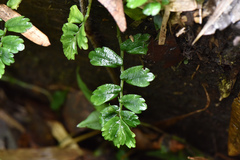 Elatostema obtusum trilobulatum