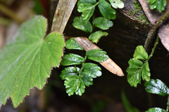 Elatostema obtusum trilobulatum