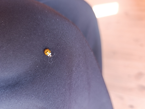 Asian Lady Beetle