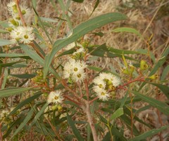 Eucalyptus odorata
