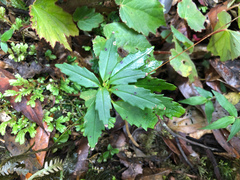 Lysionotus pauciflorus pauciflorus