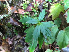 Lysionotus pauciflorus pauciflorus